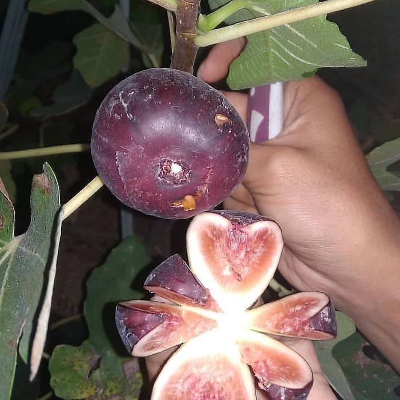 

bibit buah tin(buah surga) red palestin original Super Murah Cocok Untuk Tambulapot