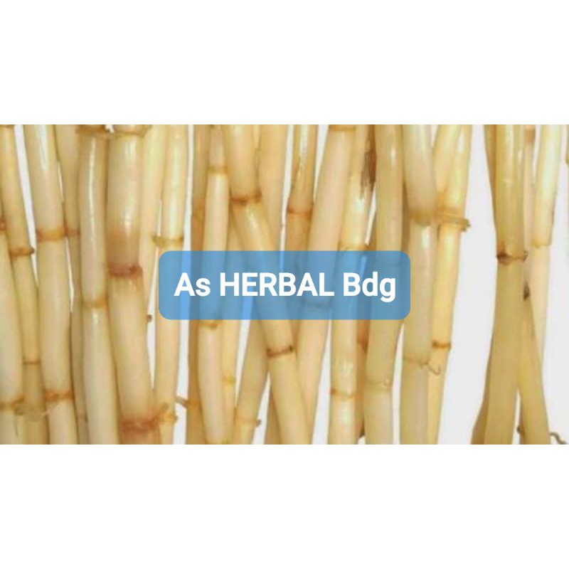 

Akar Ilalang atau Alang Alang Segar 1 Kg-az