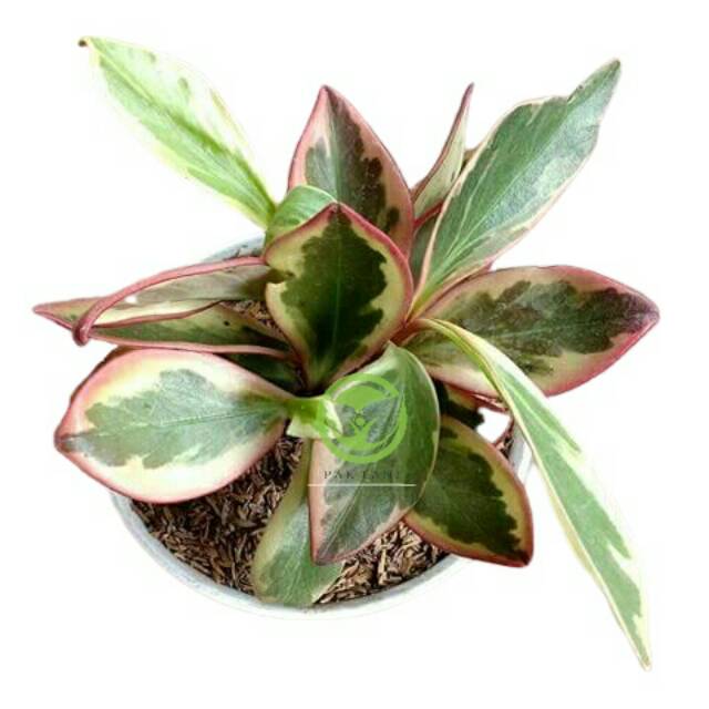 Peperomia magnolifolia / peperomia merah / macam Peperomia