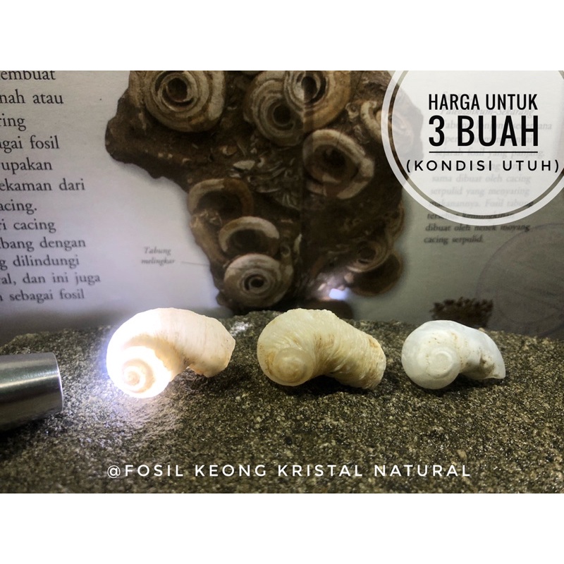 Fosil keong kristal alam F2 atau fosil kerang crystal natural atau fosil kol buntet putih