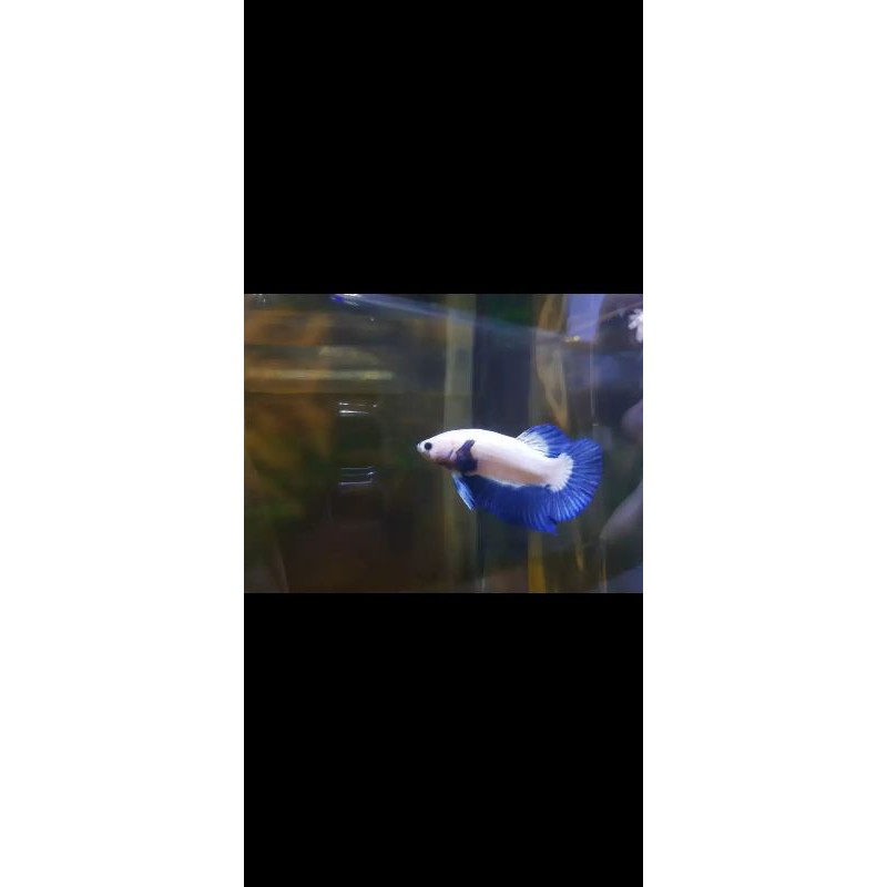 Bahan Ikan Cupang Bluerim Clean Body Line Thailand Ori