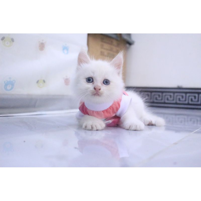 Kaos rumahan kotak-kotak pelangi untuk kucing dan anjing / baju kucing murah size S-XL