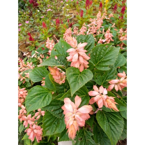 Bunga salvia warna pink salem