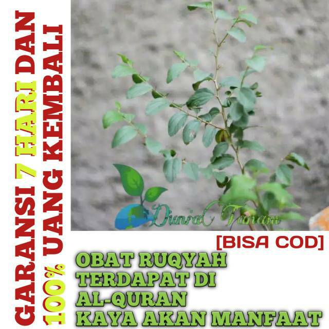 BIBIT Pohon tanaman hias herbal Bidara arab cina asli berduri