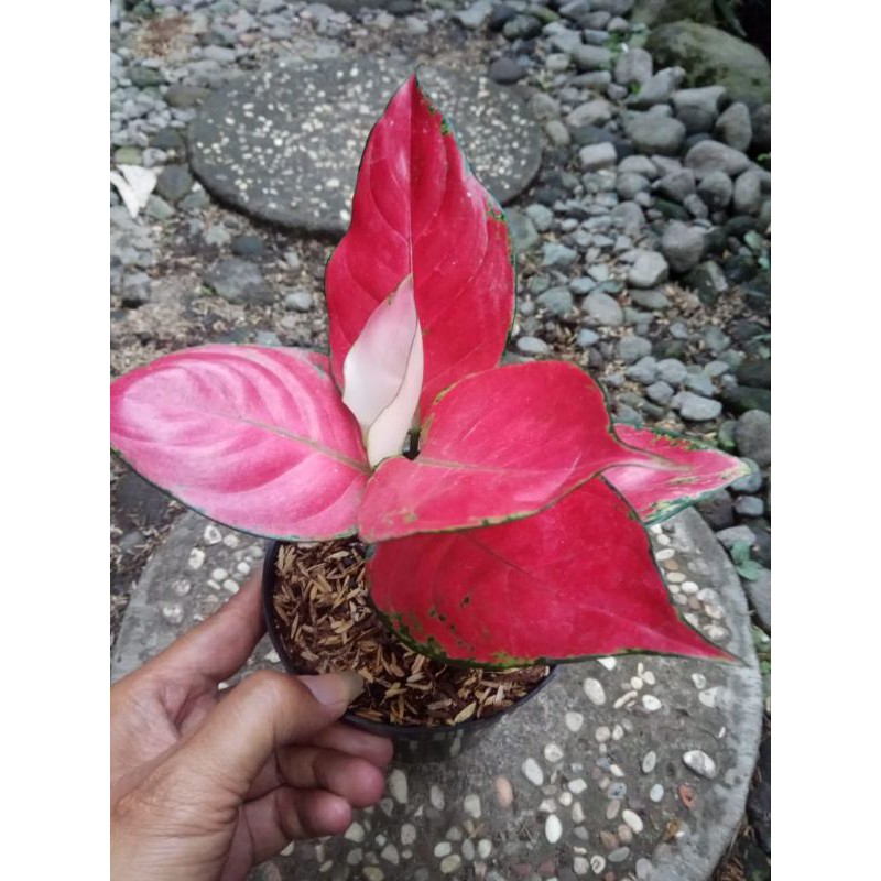 Aglonema pink Katrina