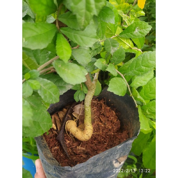 Bibit Serut Meliuk Untuk Bonsai (Semai Biji)