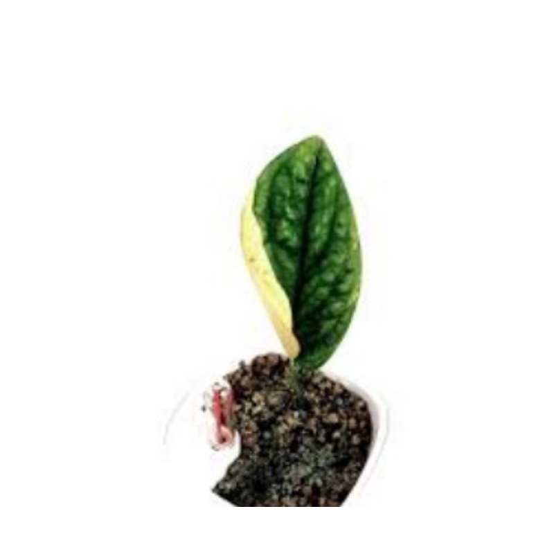 monstera karstenianum variegata monstera peru sirih badak variegata