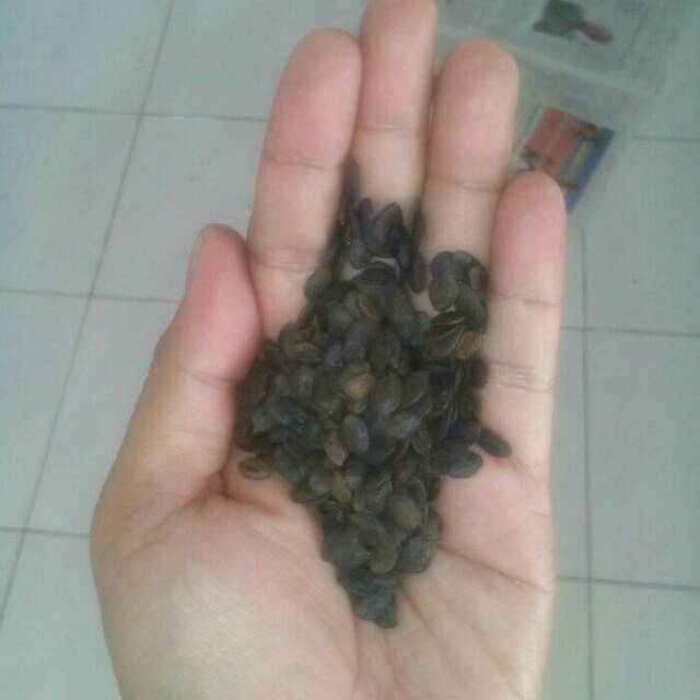 Benih Kaliandra Merah