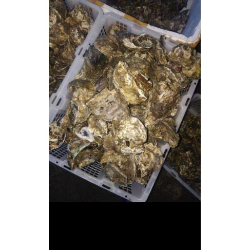 

pusat kerang tiram mentah segar 1kg