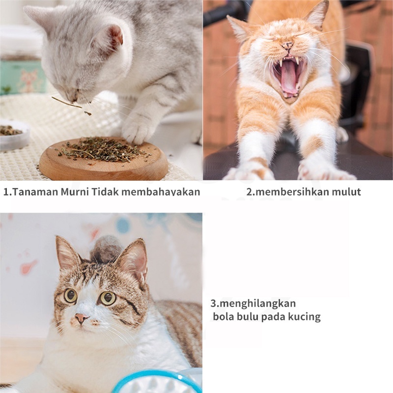 Catnip SASET Ganja Mainan Kucing Obat Catmint Penenang Serbuk Rumput Kering Cat nip Mint Stres Murah