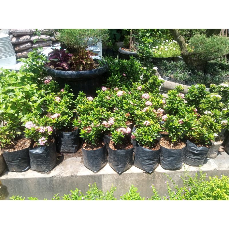 TANAMAN HIAS ASOKA DAN BAHAN BONSAI ASOKA PINK DAUN MIKRO