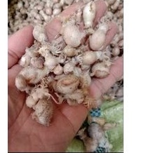 

baby cumi telur 250gr