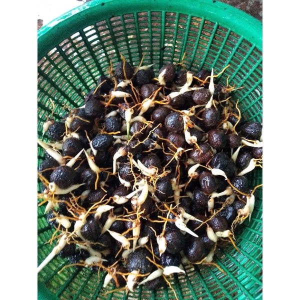 bibit jernang super