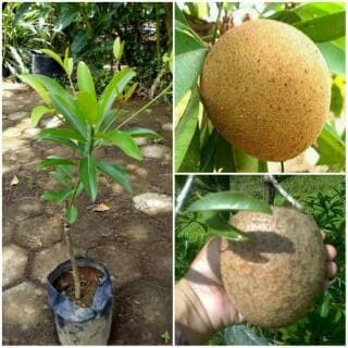 Bibit sawo jumbo unggul