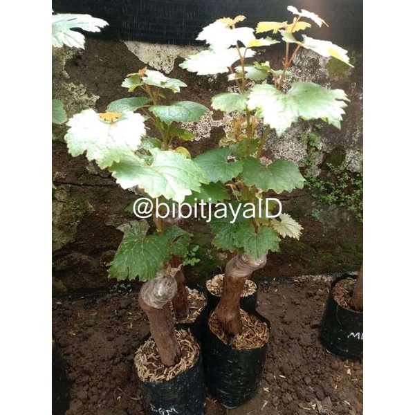 Bibit Anggur import Random - Batang Bawah Super Besar