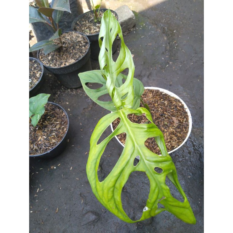 Monstera obliqua  (Janda bolong)