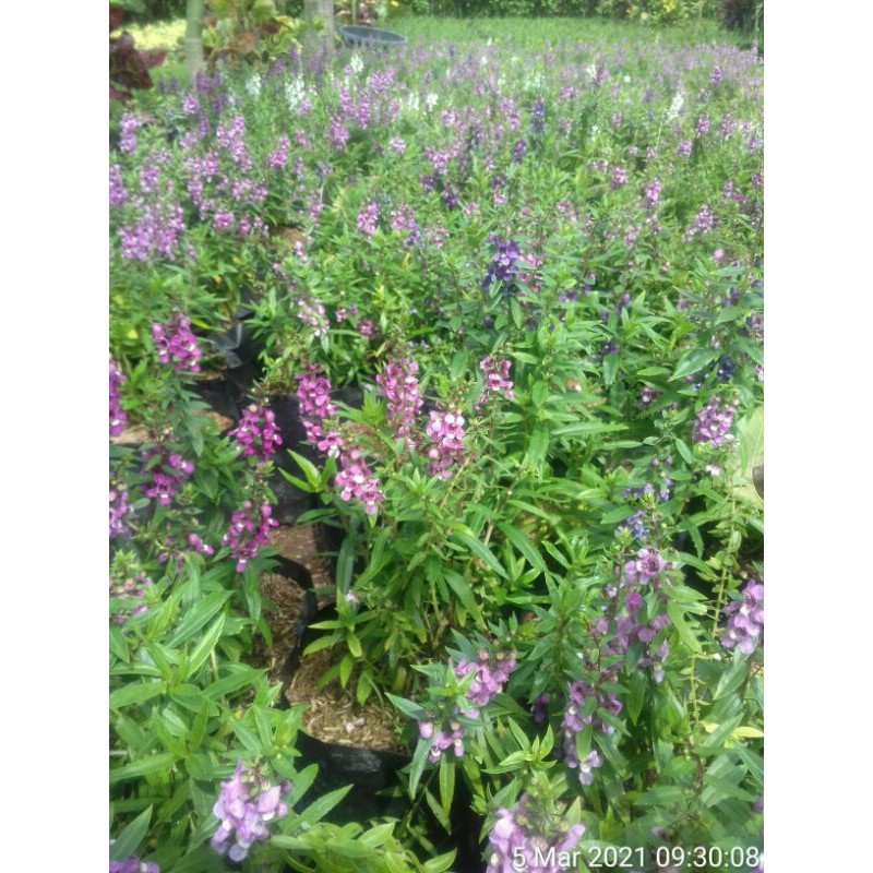 Bibit Bunga Lavender