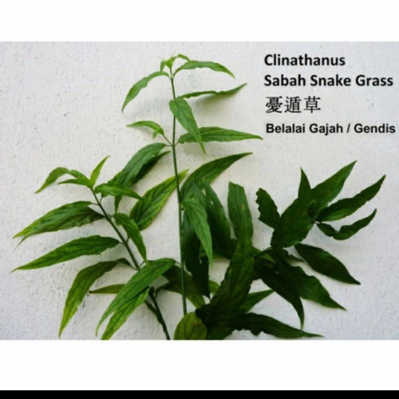 

500gr Daun Belalai Gajah / daun kalingsir segar