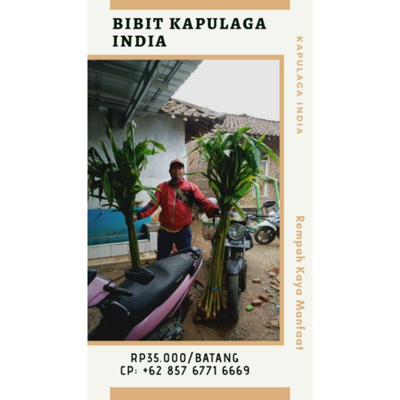 Bibit Kapulaga India