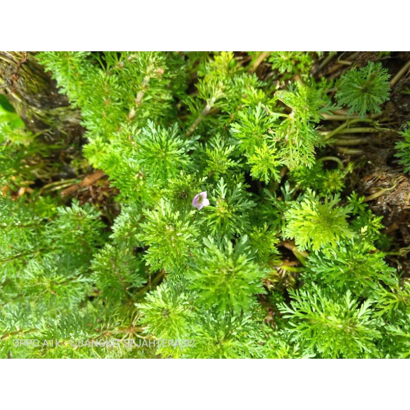 tanaman aquascape tanaman air merambat/ganggang air/aquarium