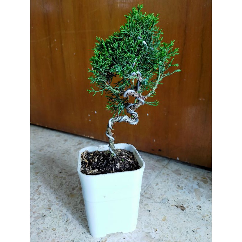 Tanaman hias bonsai mame Cemara sargenti