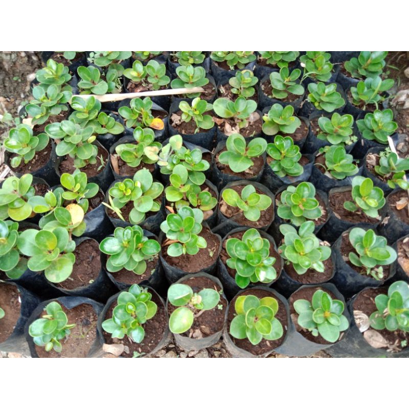 BIBIT BONSAI DOLAR MANGKOK √ DOLAR MICRO