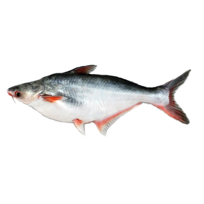 

Ikan Patin