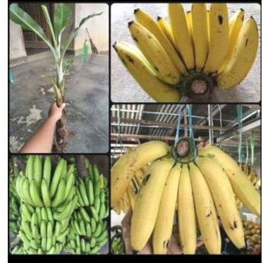 Bibit Pisang Ambon Kuning