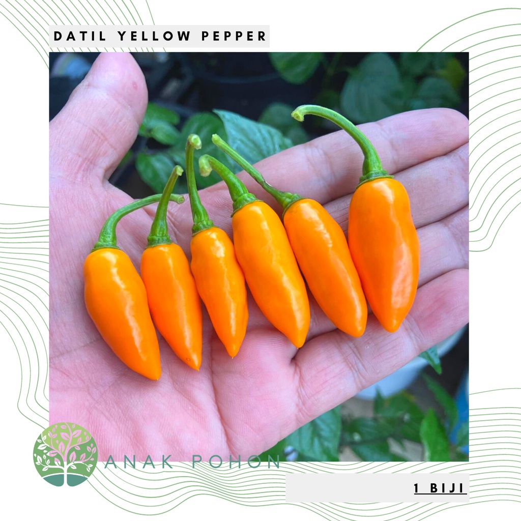 Benih Bibit Biji - Cabai Datil Yellow Cabe Pepper Seeds