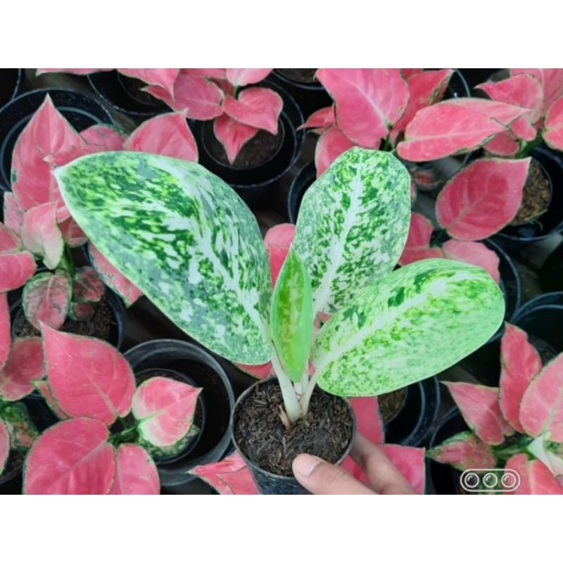 aglonema milky way anakan