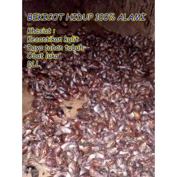 Bekicot hidup 100% alami ASLI MADURA