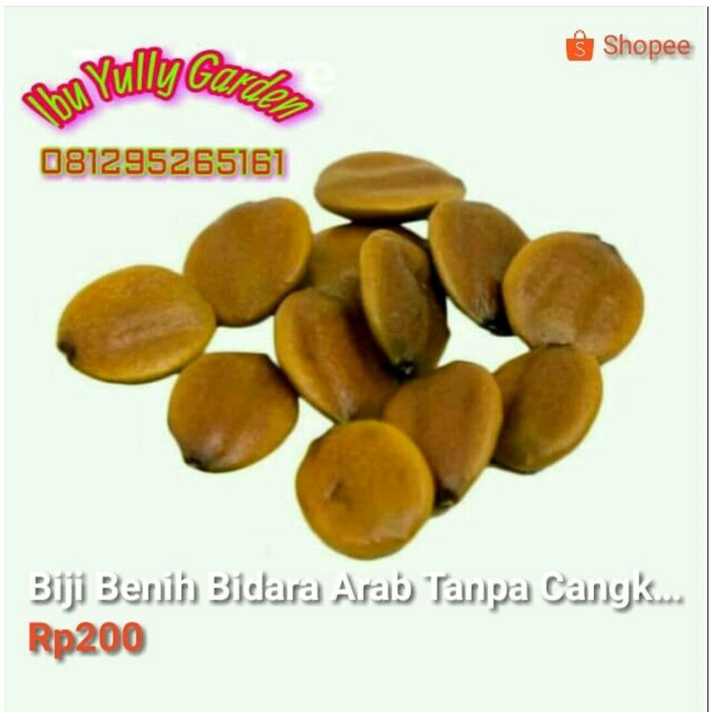 

TERMURAH! Benih Bibit Biji Bidara Arab Kupas