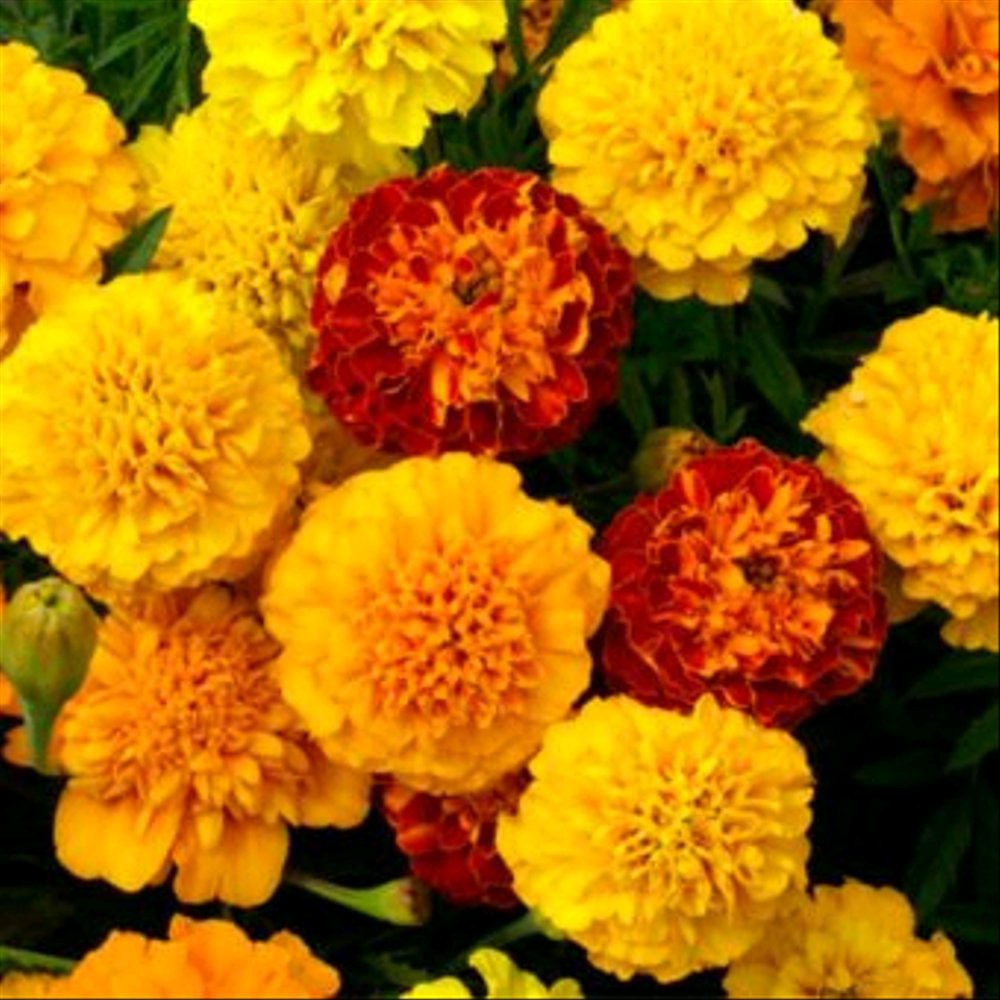 15 Marigold French Dwarf Double Mixed