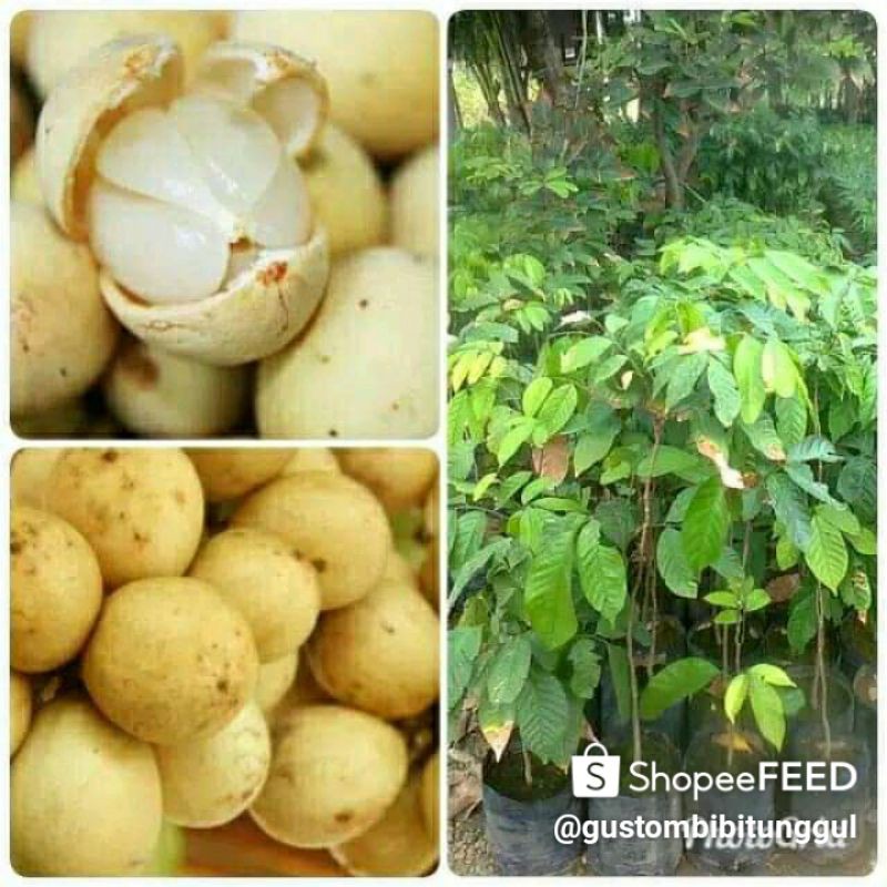 bibit duku non biji
