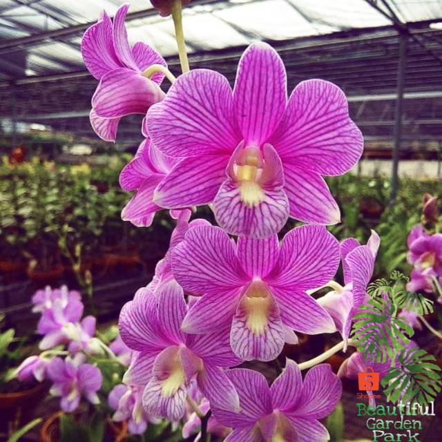 Tanaman anggrek dendrobium arindang x pink strip