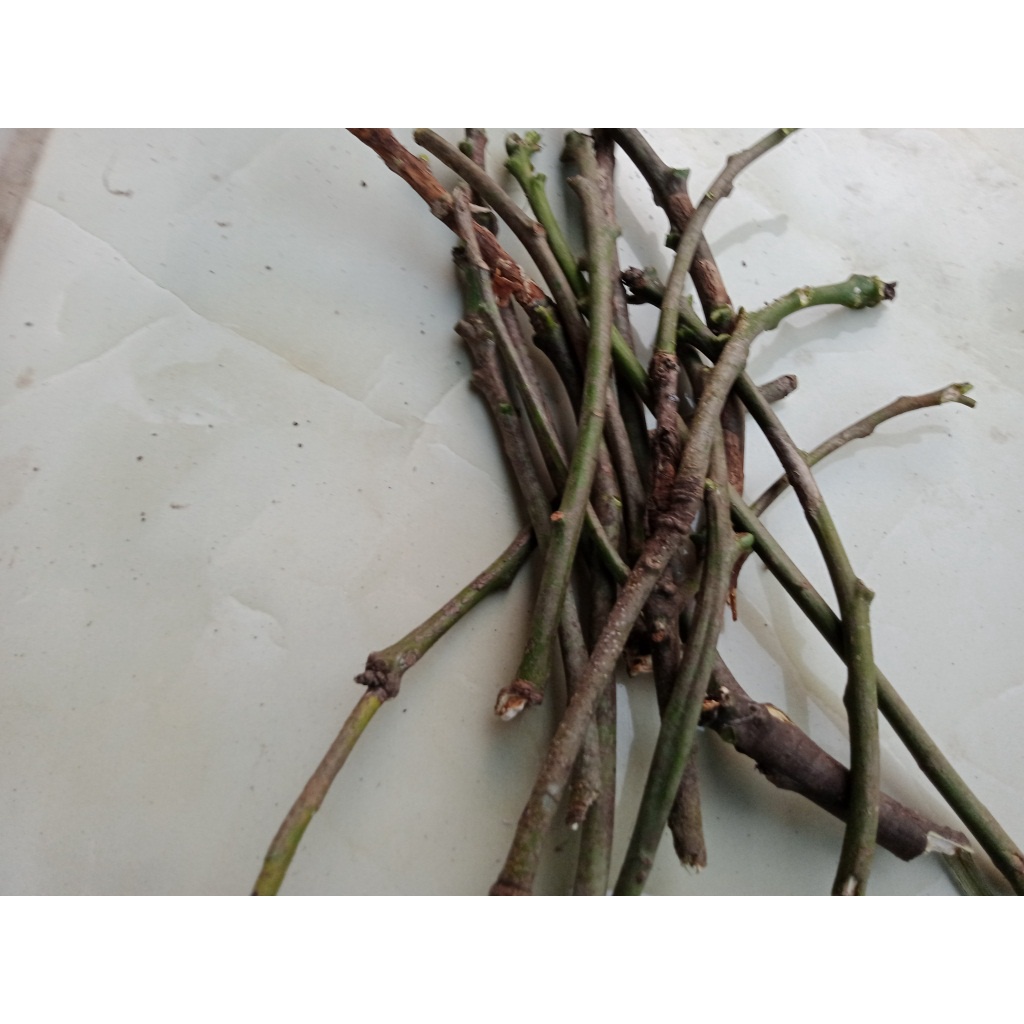 Entres / Batang segar mangga mahatir