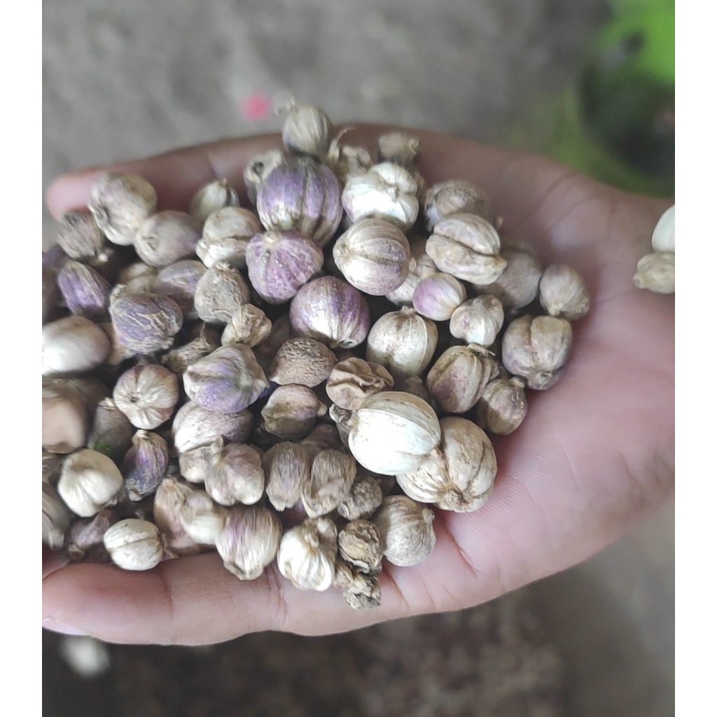 

Kapulaga kering 250 Gram