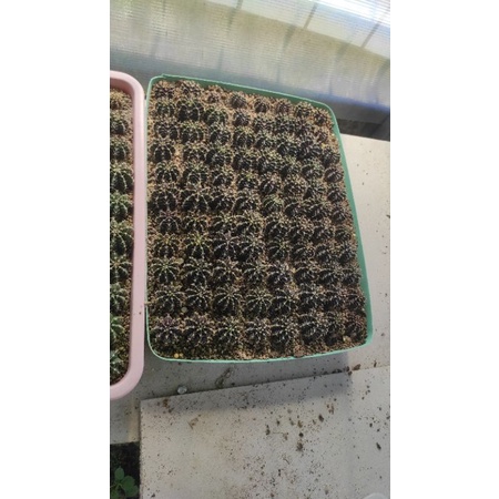 kaktus miha hybrid dan lb hybrid