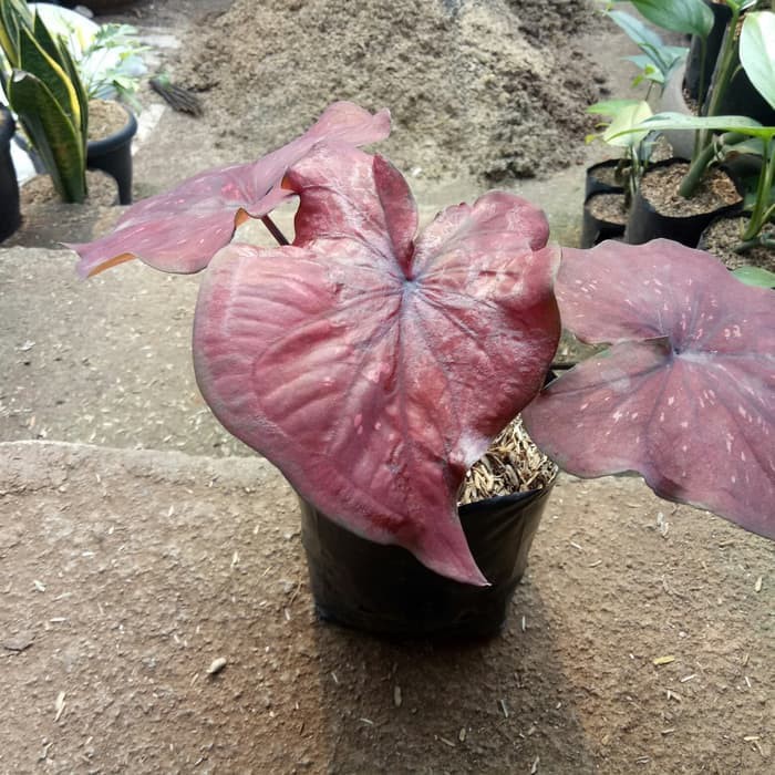 Tanaman Hias Keladi Merah Maroon Caladium Merah Bibit Unggul Outdoor Shopee Indonesia