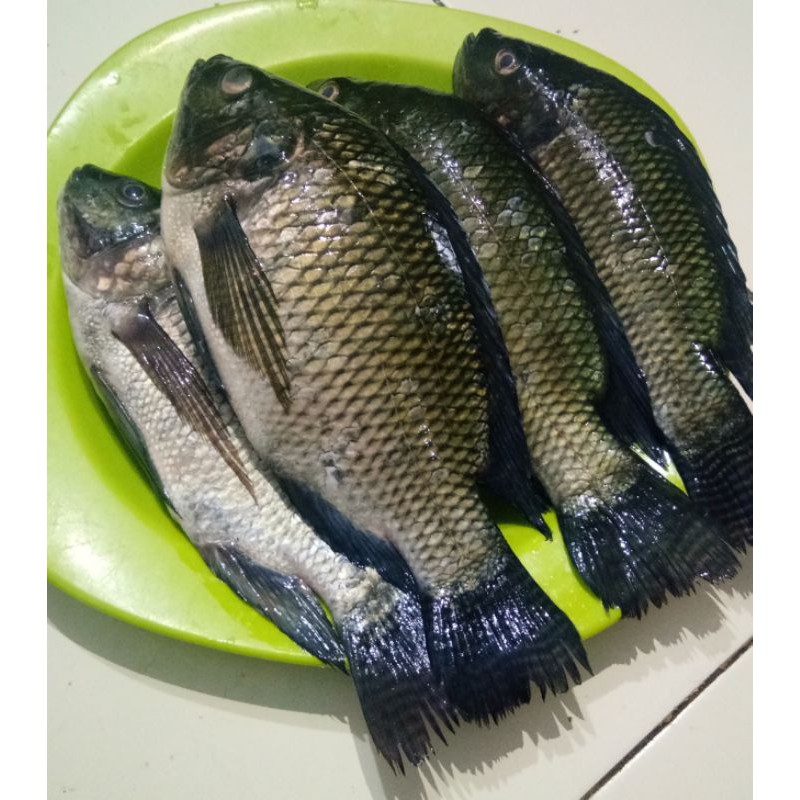 

IKAN MUJAIR/NILA HITAM SEGAR 1KG