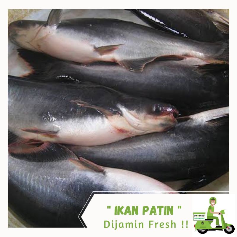 

Ikan Patin Segar