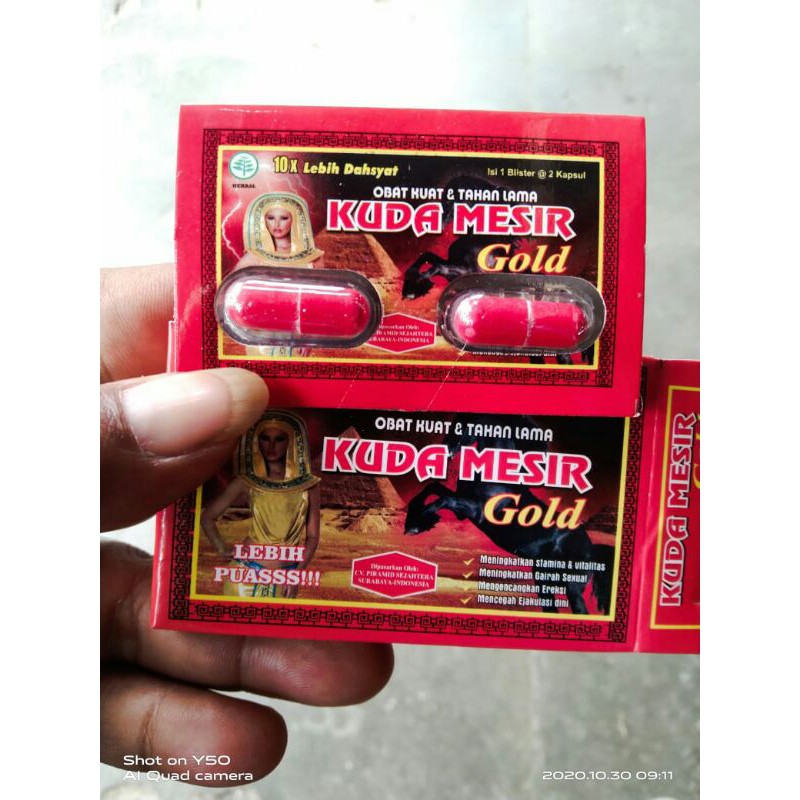 kuda_mesir gold