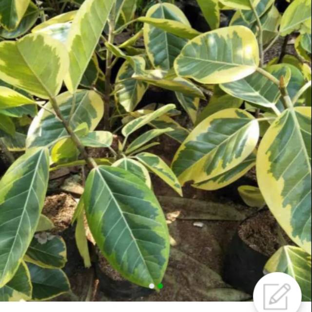 Tanaman hias Karet kebo varigata - Pohon karet kebo varigata