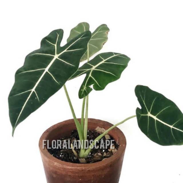 Tanaman hias keladi neon/keladi neon