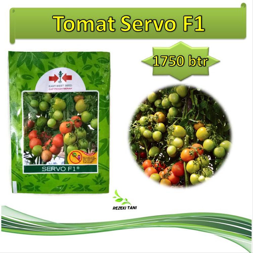 Benih bibit tomat servo 1750 butir panah merah