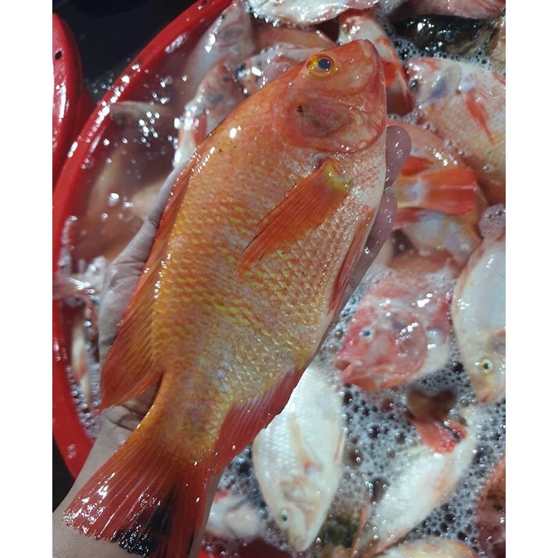 

ikan nila bumbu kuning siap goreng /bakar tersedia dua variasi sambal mentah dan sambal tomat goreng