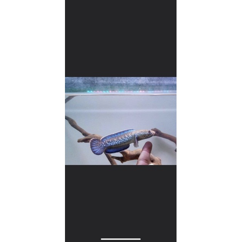 Stewarti 15 cm full dot