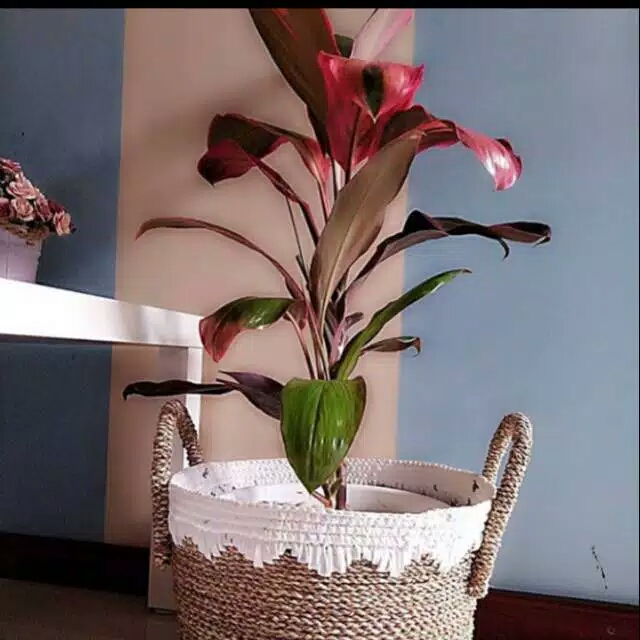 

tanman hias hanjuang daun merah