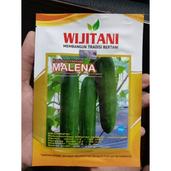 

Ketimun Hybrida MALENA 20gr ,ketimun hijau hibrida unggul berkualitas toleran virus
