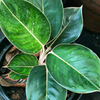 Aglo Aglaonema Lipstik Dona Carmen Shopee Indonesia Aglo Aglaonema Lipstik Dona Carmen Shopee Indonesia